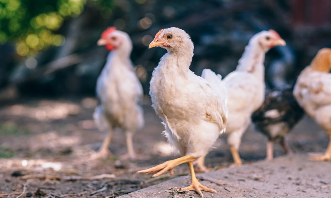 Roladki z kurczaka ze szpinakiem – Przepis