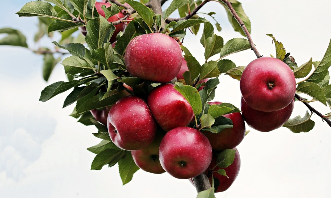 Szybkie racuchy z jabłkami – Przepis